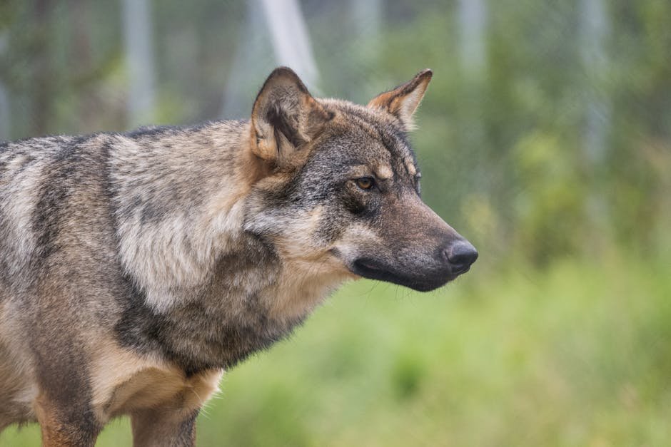 'Extinct' Runaway Zoo Wolf Safely Captured After Days on the Loose
