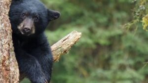 Young Black Bear's Tree-Top Standoff Grips Albany Neighborhood Before Daring Tranquilizer Rescue