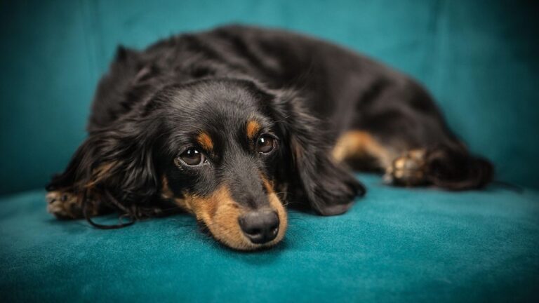 14 Silent Ways a Senior Dog Says "I'm Ready" Before Crossing the Rainbow Bridge