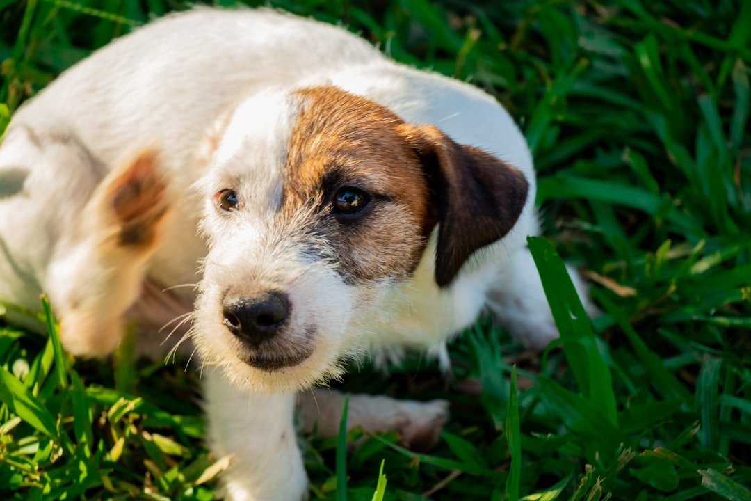 Flea and Tick Season Opens Across the United States – 5 Essential Tips for Dog Protection