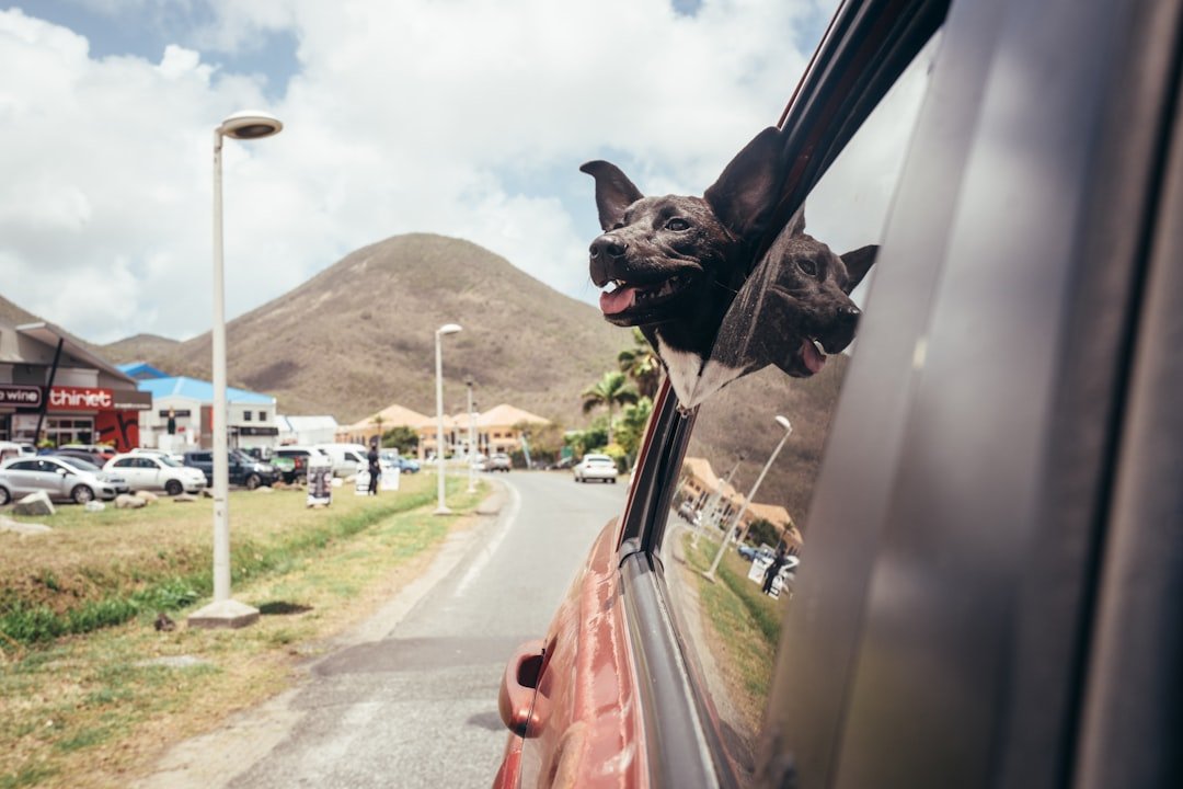 New guide warns on dog road trip safety