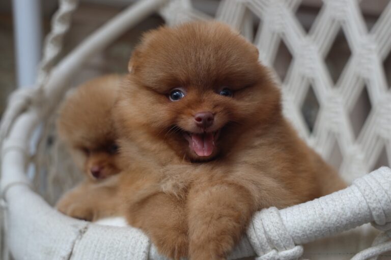 Puppy Care Tips for Beginners: A Simple Routine That Works