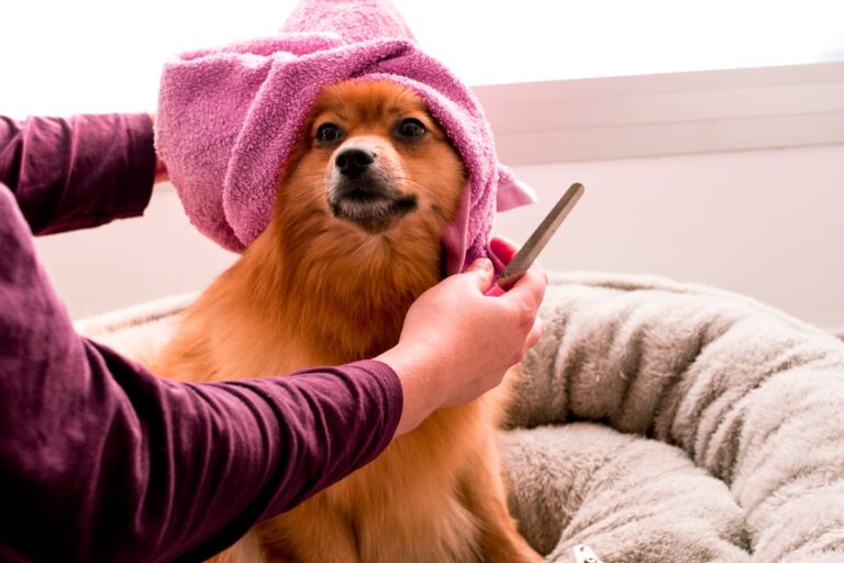 7 Common Questions Dog Owners Ask About Dog Grooming Services