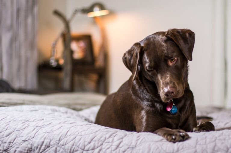 What to do if your dog ate chocolate