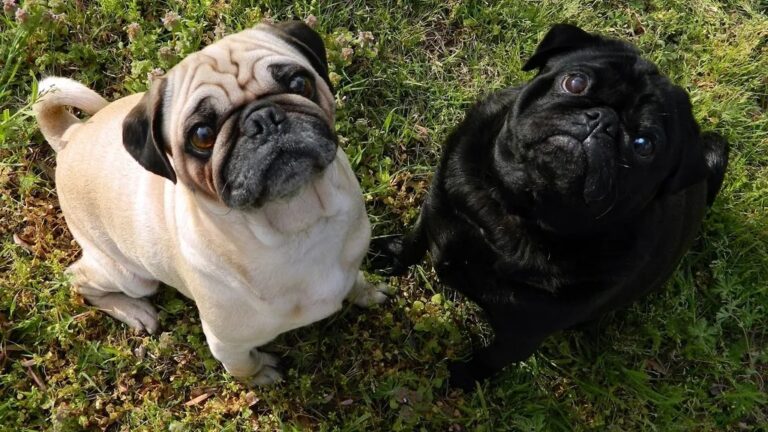 10 Dog Breeds That Struggle With Life in North Carolina (And 5 That Adapt Well)