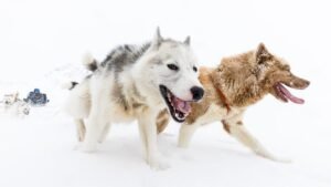 12 Dog Breeds That Can't Handle Cold Weather in Wisconsin (And 5 That Excel)