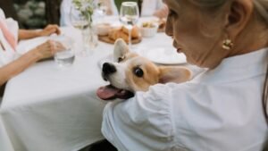 18 Senior Dog Habits That Are Secretly Cries for Help