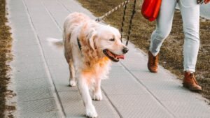 It's Not Just a Walk: This Daily Ritual Is Crucial for Your Dog's Well-being