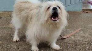 12 Everyday Sounds That Might Be Scaring Your Dog (And How to Help Them Feel Safe)