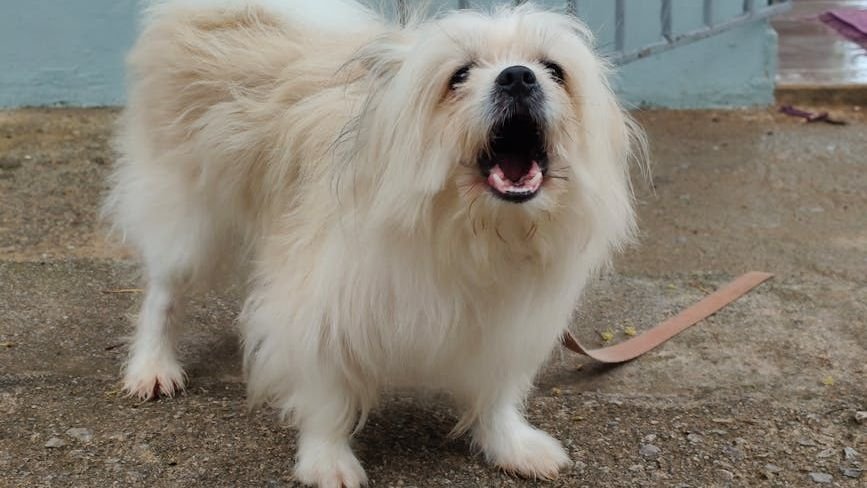 12 Everyday Sounds That Might Be Scaring Your Dog (And How to Help Them Feel Safe)