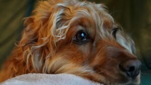 19 Last-Day Behaviors Dogs Show the People They Love Most