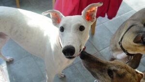 The Silent Ways Your Dog Communicates Needs Beyond Barks (Are You Listening?)