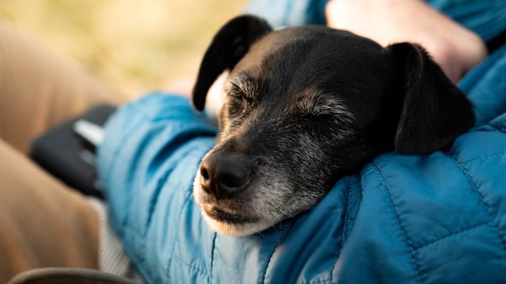 15 Moments With a Senior Dog You'll Wish You'd Paid More Attention To