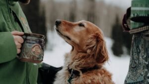 8 Essential Items Every Dog Owner Should Have for Adventures Together