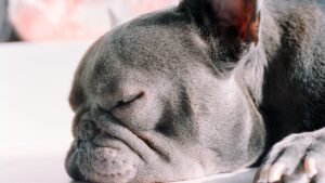Could Your Dog's Snoring Be a Sign of Something Serious?