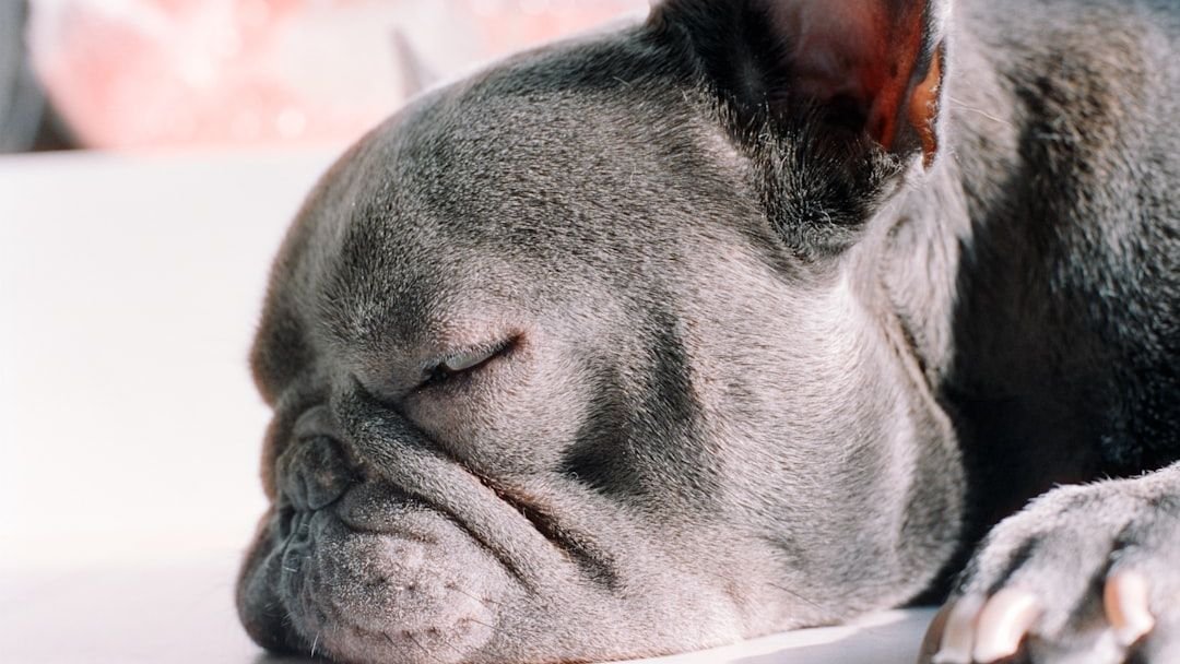 Could Your Dog's Snoring Be a Sign of Something Serious?
