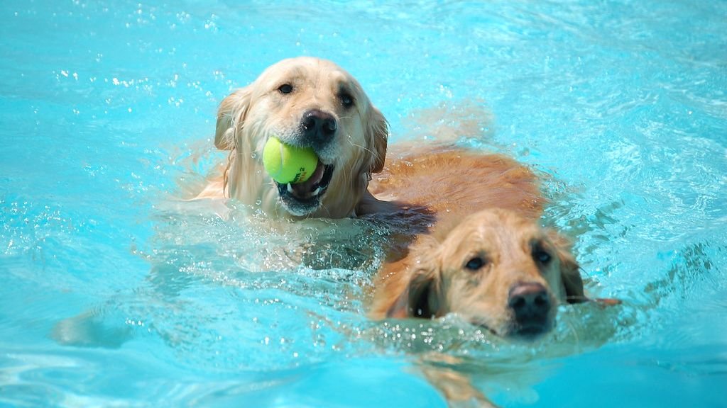 Why Are Some Dogs So Obsessed with Water (And Others Avoid It)?