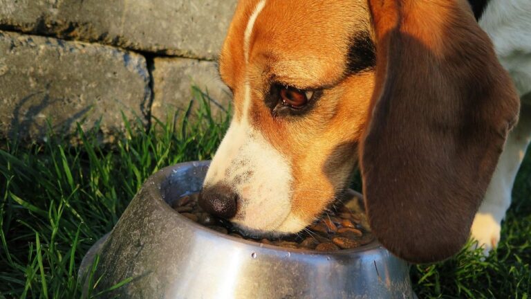 Is Your Dog Really Eating What They Need? A Quick Check-Up Guide