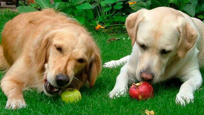 15 Vital Nutrients That Make Senior Dogs 3 Times More Energetic Than A Standard Diet