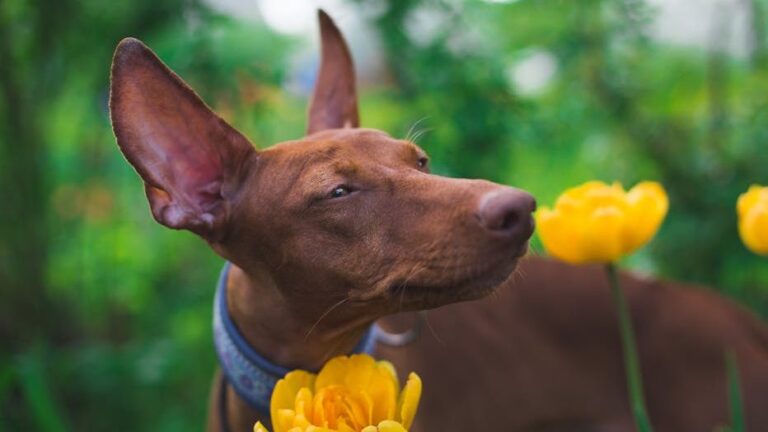 16 Rare Breeds That Cost 2 Times Less In Vet Bills Than The World's Most Popular Dogs
