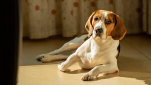 10 Dog Breeds That Are Prone to Destructive Chewing (And 5 That Prefer Cuddles)