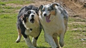 10 Dog Breeds That Thrive in Apartments (And 5 That Need a Big Yard)