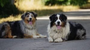 8 Dog Breeds That Are Naturally Calm Around Children (And 7 That Need More Supervision)