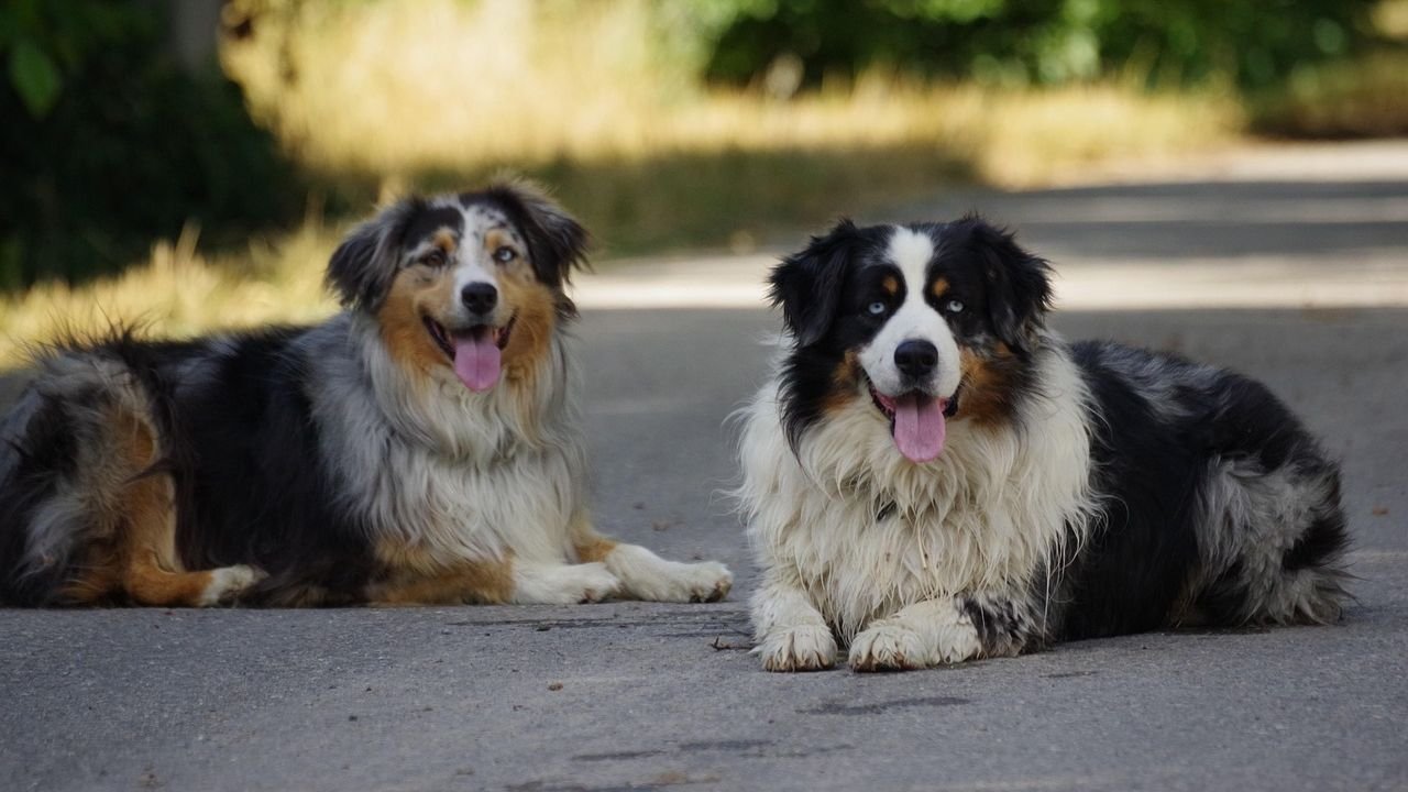 8 Dog Breeds That Are Naturally Calm Around Children (And 7 That Need More Supervision)