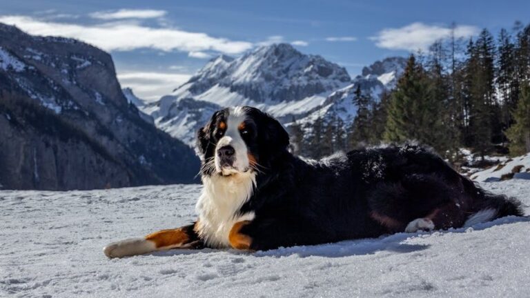 10 Dog Breeds That Rarely Get Into Trouble (And 5 That Are Always Up to Something)