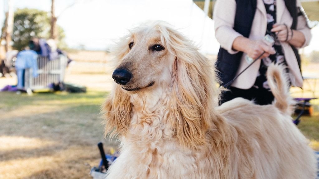 7 Dog Breeds That Are Surprisingly Good Therapy Dogs (And 7 That Prefer Their Own Space)