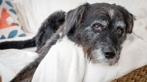 Your Dog's Loyal Gaze Reveals a Depth of Emotion You Might Not Expect