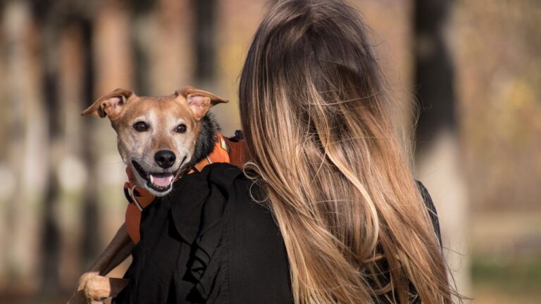 Every Dog Deserves a Safe and Loving Home, Regardless of Their Past