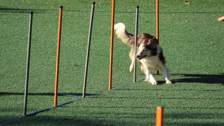 A Well-Exercised Dog Is a Happy Dog, Bringing Peace to Your Home