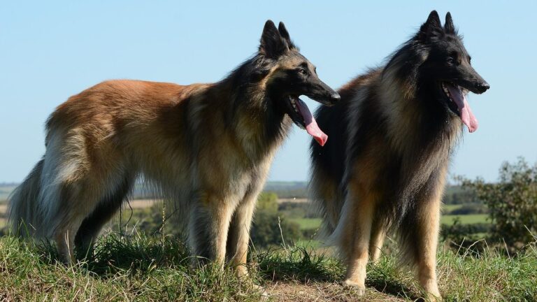 Smartest Dog Breeds Ever (Ranked by IQ Score)