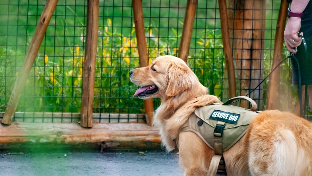 Man sharing assistance dog story to help charity