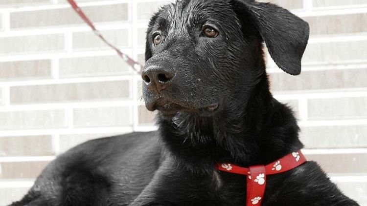 What are the warning signs that a dog is about to attack?