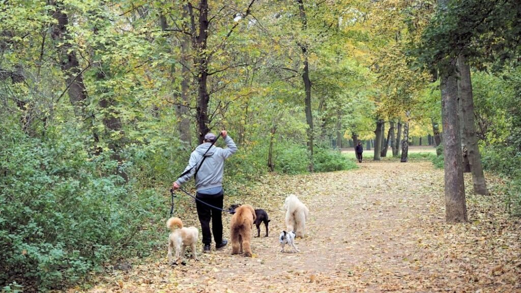 Americans could now own MORE DOGS under proposed law changing max number of pooches per home in US city