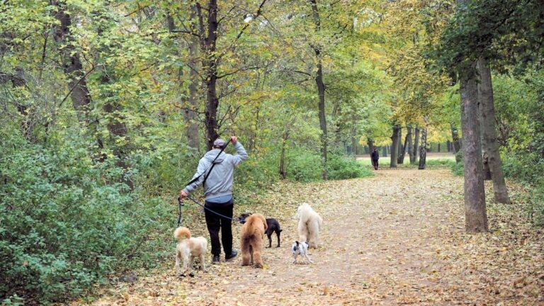 Americans could now own MORE DOGS under proposed law changing max number of pooches per home in US city