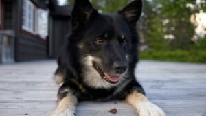 American Kennel Club reveals the rarest dog breeds in the US