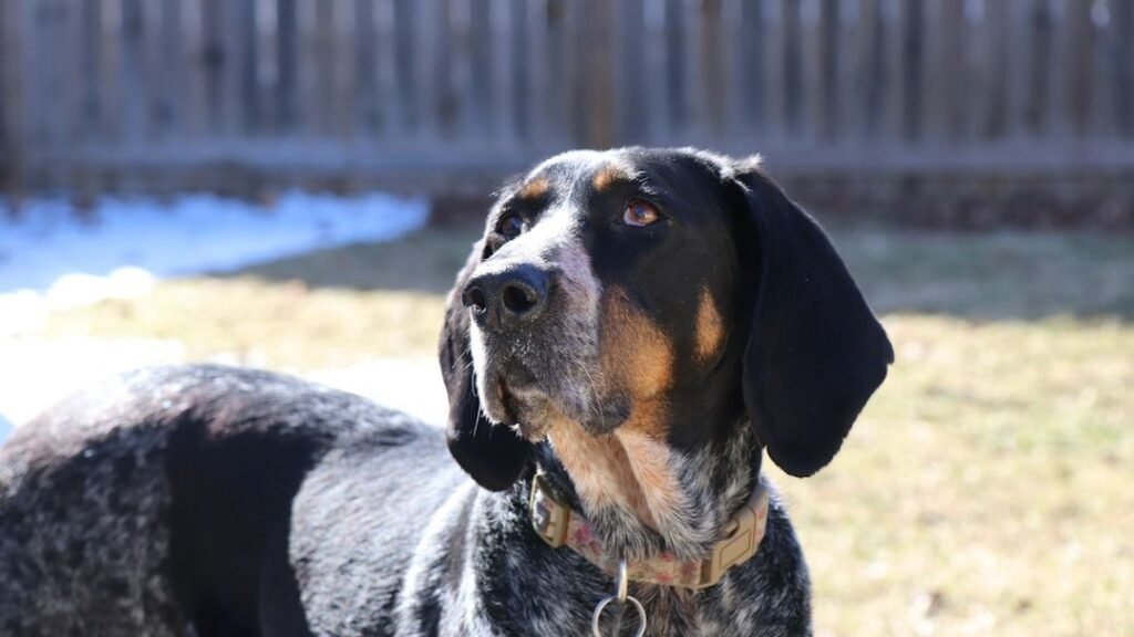 San Antonio pup fetches title of wackiest dog name in the US