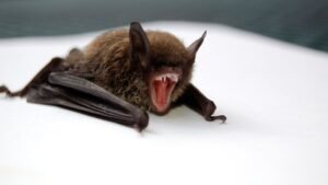 Bat Found at Fullerton College Tests Positive for Rabies
