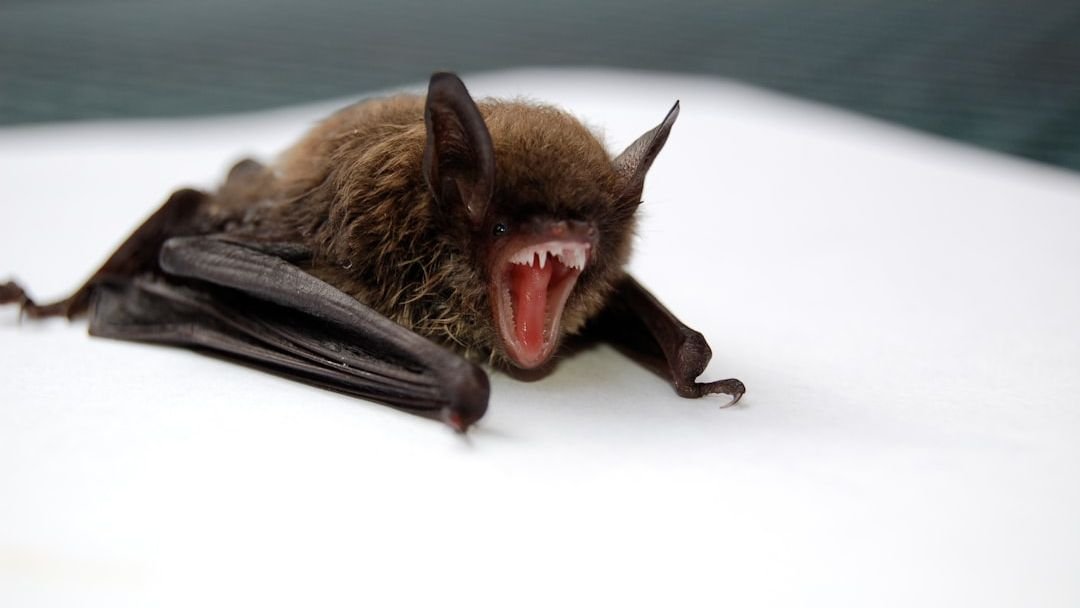 Bat Found at Fullerton College Tests Positive for Rabies