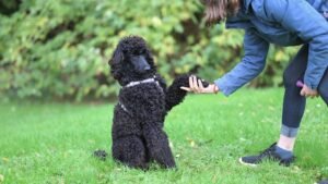 5 Easy Steps to Teach Your Dog Basic Manners Without Any Stress