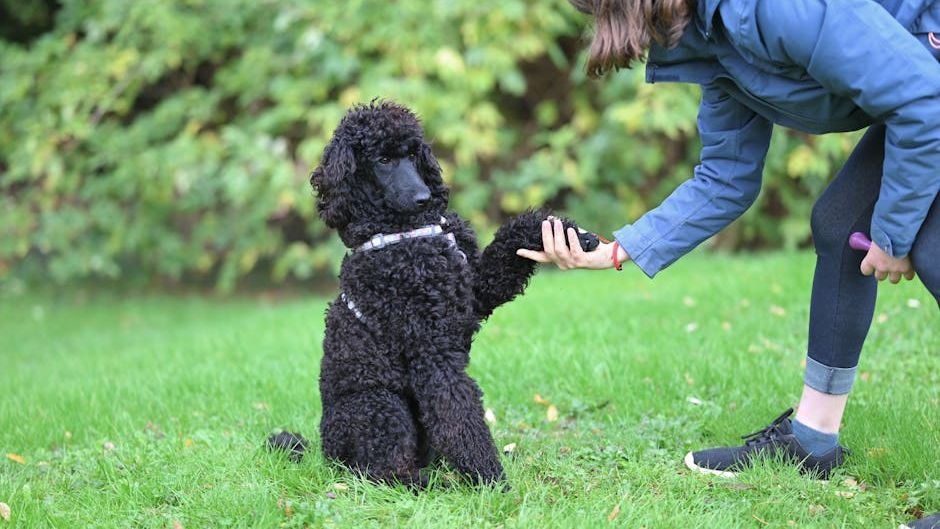 5 Easy Steps to Teach Your Dog Basic Manners Without Any Stress