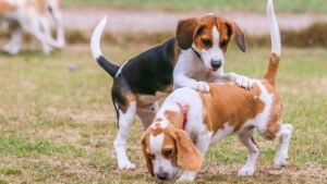 8 Fun Indoor Games to Keep Your Dog Happy and Active on Rainy Days