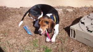 7 Expert-Approved Ways to Keep Your Dog's Teeth Clean and Healthy at Home