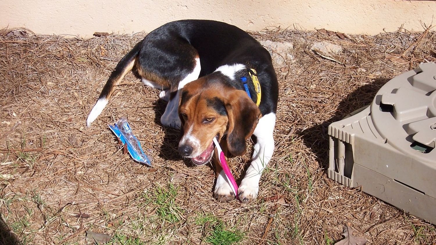 7 Expert-Approved Ways to Keep Your Dog's Teeth Clean and Healthy at Home