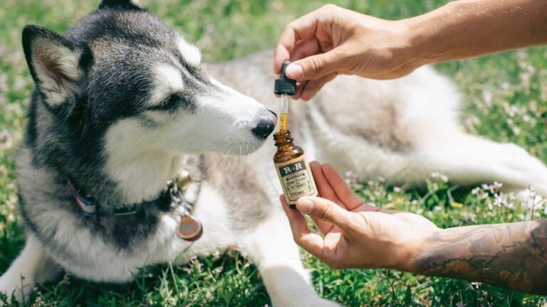 15 Everyday Items in Your Home That Could Be Dangerous for Your Dog
