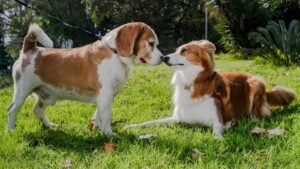 The Way Your Dog Greets You Says More Than You Think