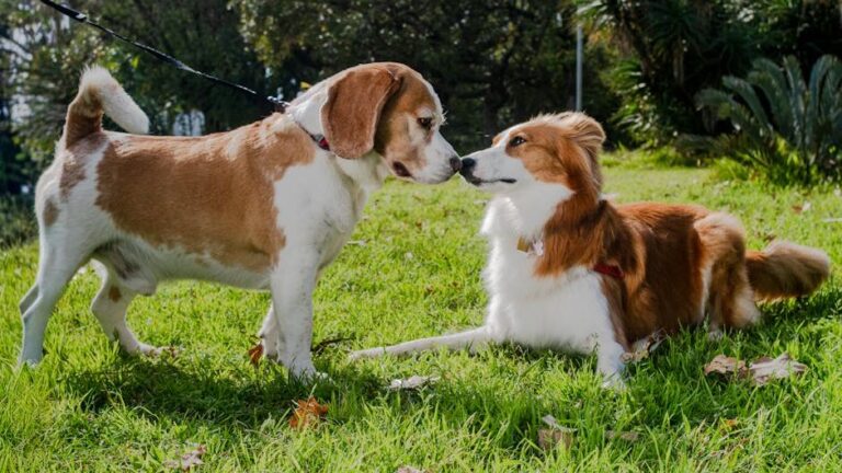 The Way Your Dog Greets You Says More Than You Think